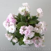 DS-Жасмин (трейлер) (л/ук) - код Ф543