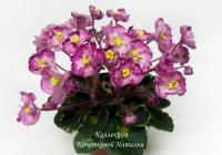 Snuggles Lady Dawn (миниатюра) (л/ср) - код Ф953