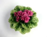 НК-Клубничный Капкейк (миниатюра) (л/ср) - код Ф878 **