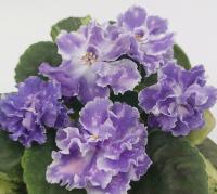 ПТ-Селигер (стандарт) (л/ук) - код Ф761