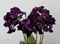 DS-Призрак, 1769 (дет) - код С048