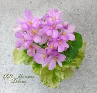 АВ-Молочная Девочка (миниатюра) (л/ср) - код Ф459