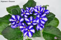 Neptune's Treasure (стандарт-химера) (п/ук) - код Ф078