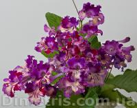 DS-Попугайчик, 1877 (дет) - код С037