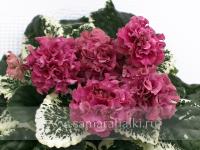 ЛФ-Берег Моря (стандарт) (л/ук) - код Ф413