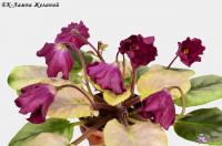 ЕК-Лампа Желаний (стандарт) (л/ук) - код Ф756 **