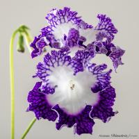 DS-2416 (дет) - С136