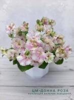 ЦМ-Донна Роза (миниаюра-химера) (п/ук) - код Ф079