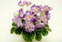 Р-Лиловый Снег (миниатюра) (л/ук) - код Ф144