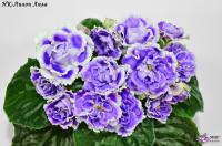 НК-Лилон Лила (л/ук) - код Ф740