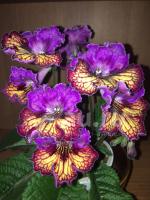 (K) 7252 (дет) - С017