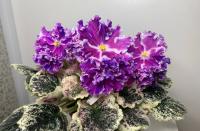 NiK-Бурная Молодость (стандарт) (л/ук) - код  Ф261