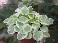 Ва-Банк (листовая химера-трейлер) (п/ук) - код Ф815