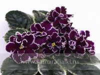 ЛЕ-Нуар (стандарт) (л/ук) - код Ф649