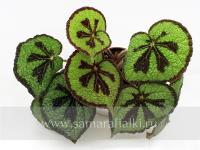 Masoniana Little Rock (дет) - код Б060