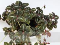 La Solidad Bronze (сталон срез) - код Э036