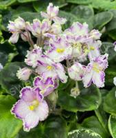 АВ-Танец Бабочек (миниатюра) (л/ср) - код Ф504