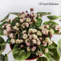 СВ-Город Куйбышев (трейлер) (л/ук) - код Ф545 СВ-Город Куйбышев (трейлер) (л/ук) - код Ф545