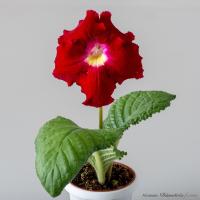 DS-Loverdose, 2432 (Новинка) (дет) - код С099