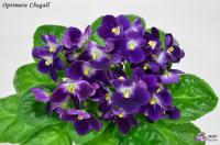 Optimara Chagall (стандарт) (л/ук) - код  Ф307 **