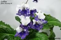 (K) Lolita (дет) - код С030