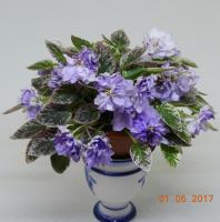 ЛЕ-Горная Лаванда (трейлер) (л/ук) - код Ф003 ЛЕ-Горная Лаванда (трейлер) (л/ук) - код Ф003