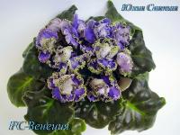 РС-Венеция (стандарт) (л/ук) - код  Ф233 **