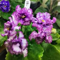 РМ-Фриволите (стандарт) (л/ук) - код Ф007