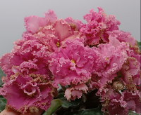 АВ-Хурма (стандарт) (л/ук) - код Ф371 **