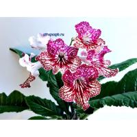 Franken Magic mandy (дет) - код С021