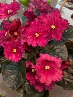 Nik-Страсть Жозефины (стандарт) (л/ук) - код Ф289