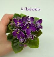 Vi-Пристрасть (миниатюра) (л/ук) - код Ф364