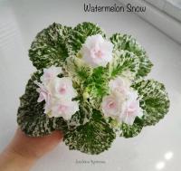 Watermelon Snow (стандарт) (л/ук) - код Ф553