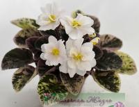 Golden Eye (миниатюра) (дет) - код Ф908 **