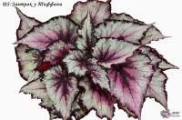 DS-Завтрак у Тиффани (дет) - код Б057