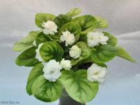 Белый Жемчуг (трейлер) (л/ук) - код Ф965 Белый Жемчуг (трейлер) (л/ук) - код Ф965