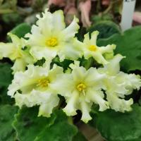 РМ-Лунный Король SP (стандарт) (л/ук) - код Ф080