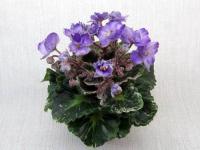 Heavenly Girl (миниатюра) (л/ср) - код Ф061