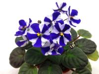 New Concord (стандарт-химера) (п/ук) - код Ф109