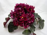 АВ-Крымская Черешня (стандарт) (л/ук) - код  Ф597 **