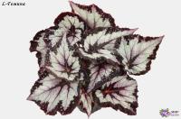 L-Гемина (л/ср) - код Б135