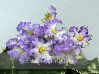 Dn-Карибы (стандарт) (л/ук) - код Ф1011