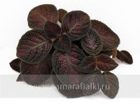 НиКа-Сливовый Коньяк (сталон срез) - код Э022