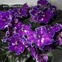 СМ-Танец Галактик (стандарт) (л/ук) - код Ф486 **