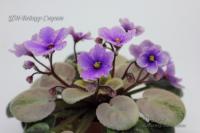 ЦМ-Бейкер Стрит (миниатюра-химера) (п/ук) - код Ф823