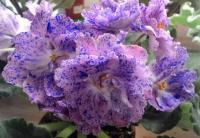 РМ-Принцесса цирка (стандарт) (л/ук) - код  Ф714 **