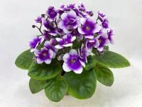 Optimara Looxo Glamorous (стандарт) (л/ук) - код Ф134