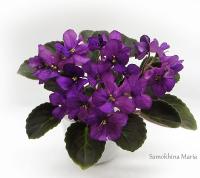 Hunter's Enigma (миниатюра) (л/ср) - код Ф913