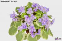 Жемчужный Восторг (листовая химера-трейлер) (п/ук) - код Ф851