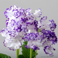 DS-Афродита, 2482 (Новинка) (дет) - код С053